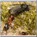 Formica -Serviformica- sanguinea - Blutrote Raubameise 06 9mm - mit Bibio sp-Haarmuecke.jpg